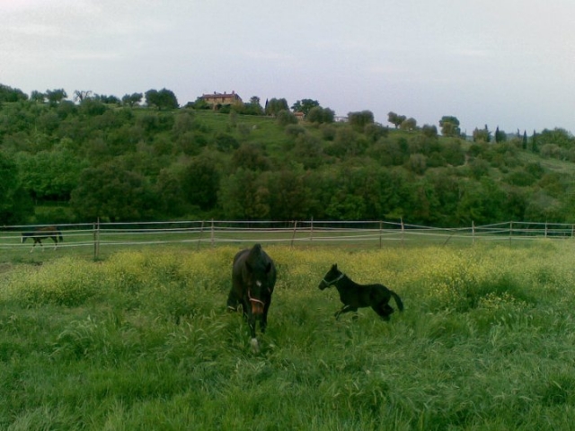  La diversión de nuestros caballos 